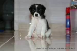 2009-02-28 My New Puppy
